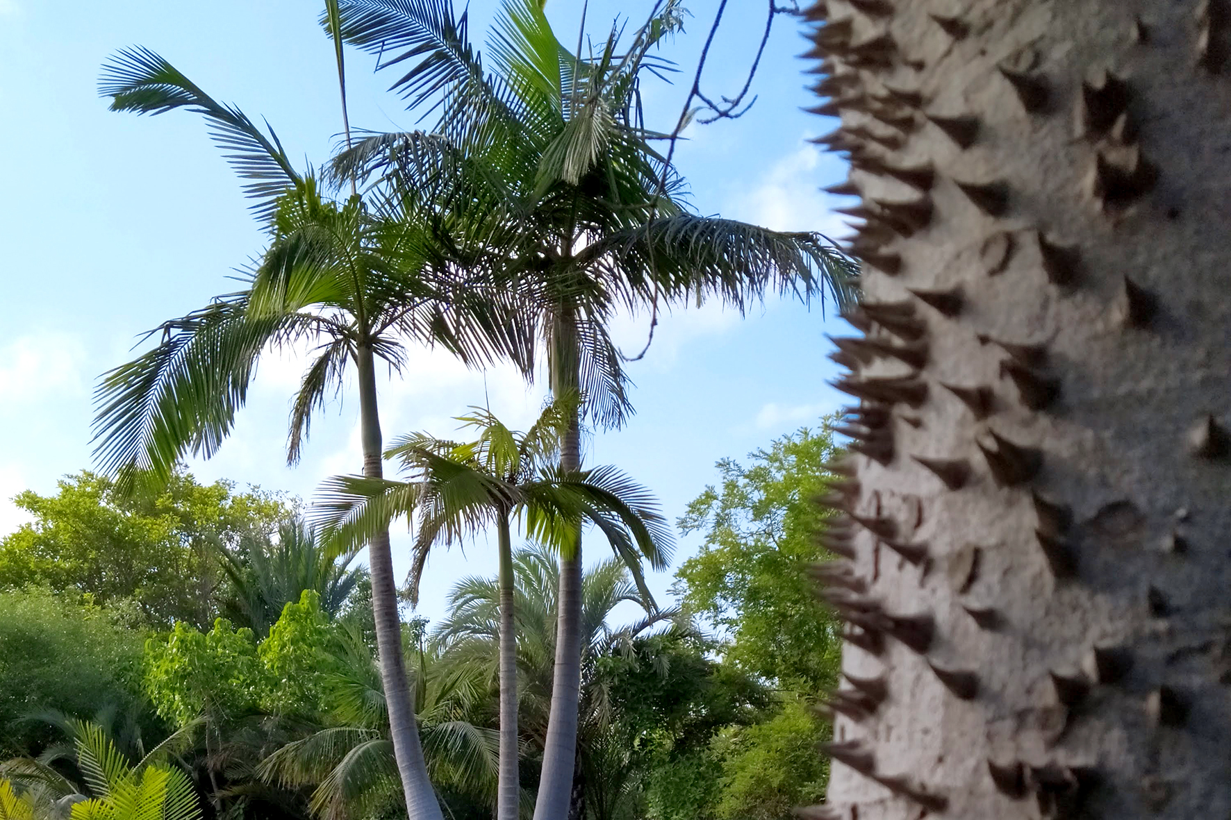 Jardín Botànic Cullera 1