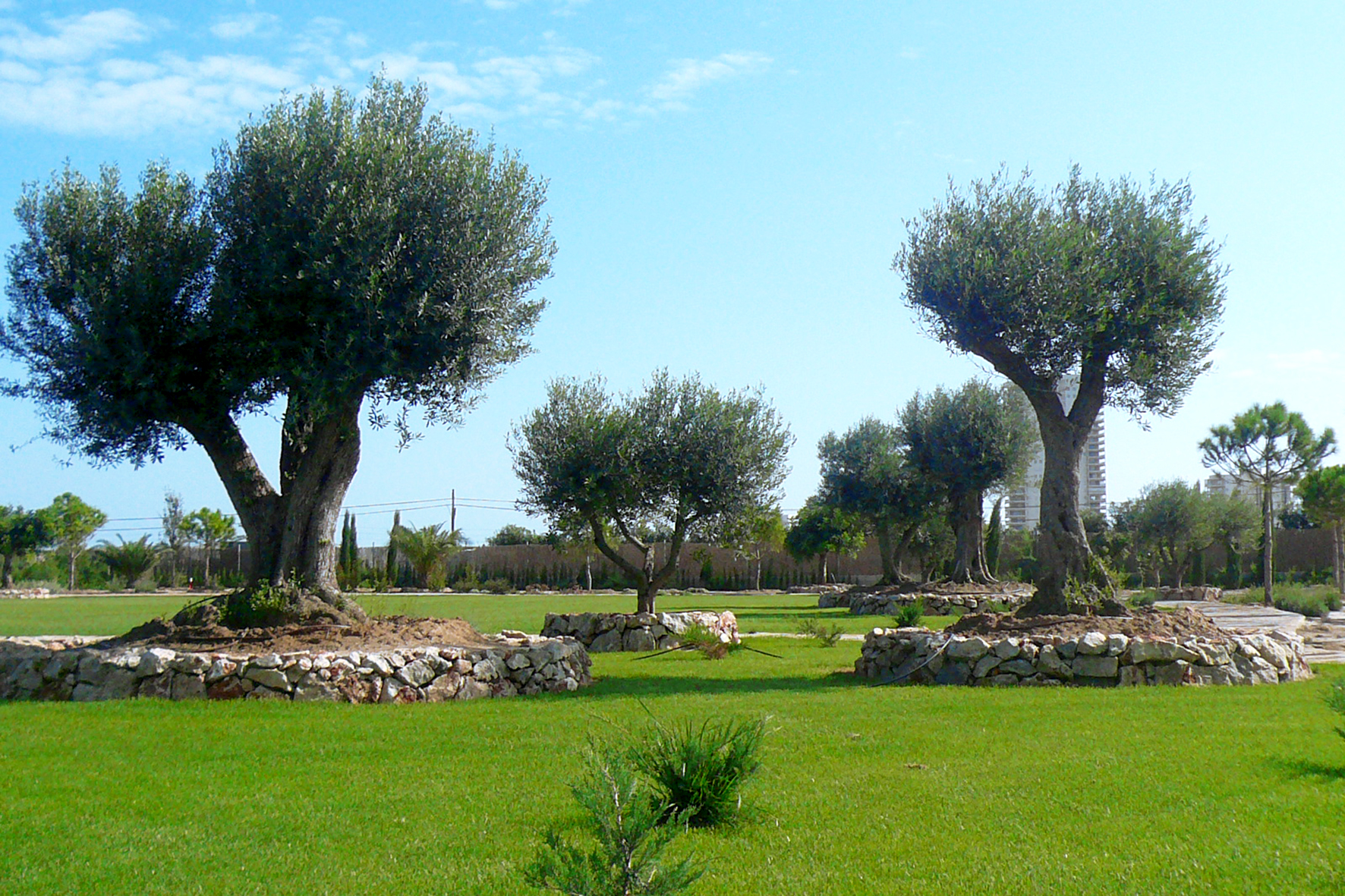 MANTENIMIENTO JARDINES (4)