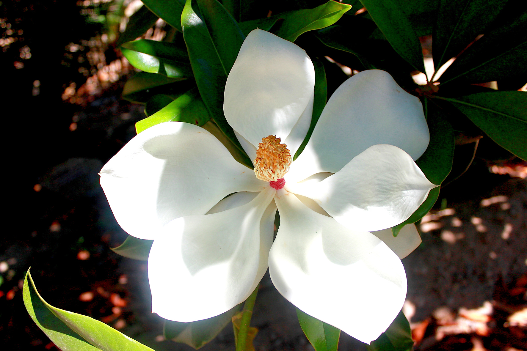 Magnolia grandiflora