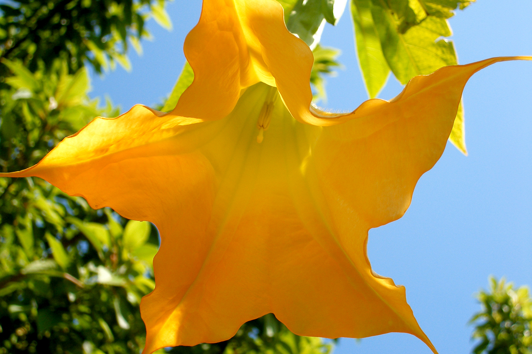 Primavera 09 - Botànic Cullera.6