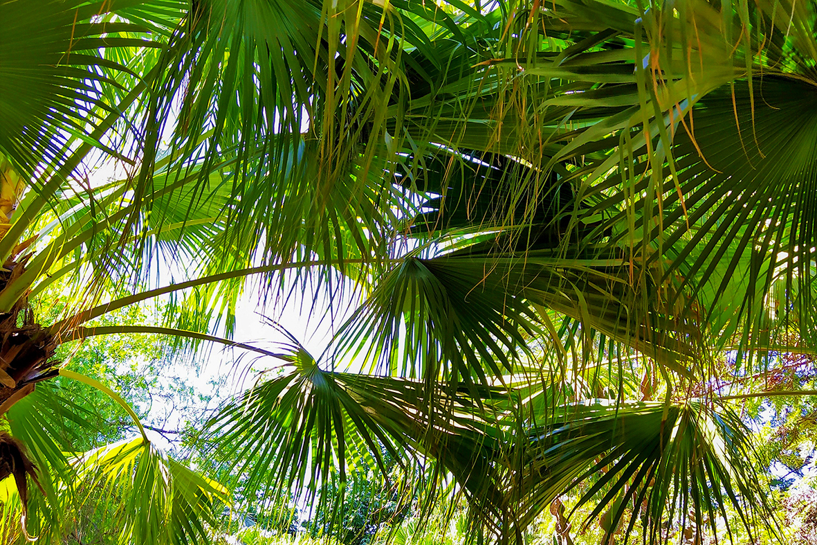 botanic cullera palms