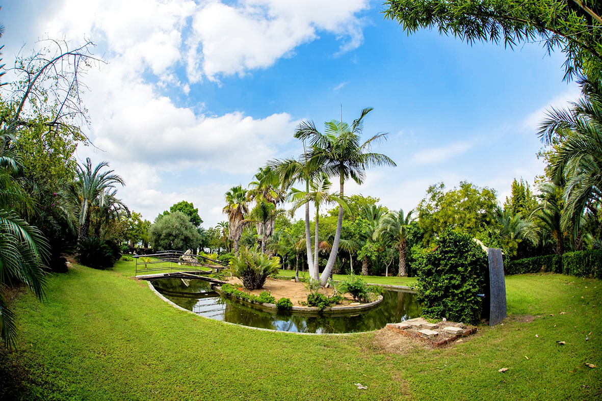 botanic cullera palms (2)