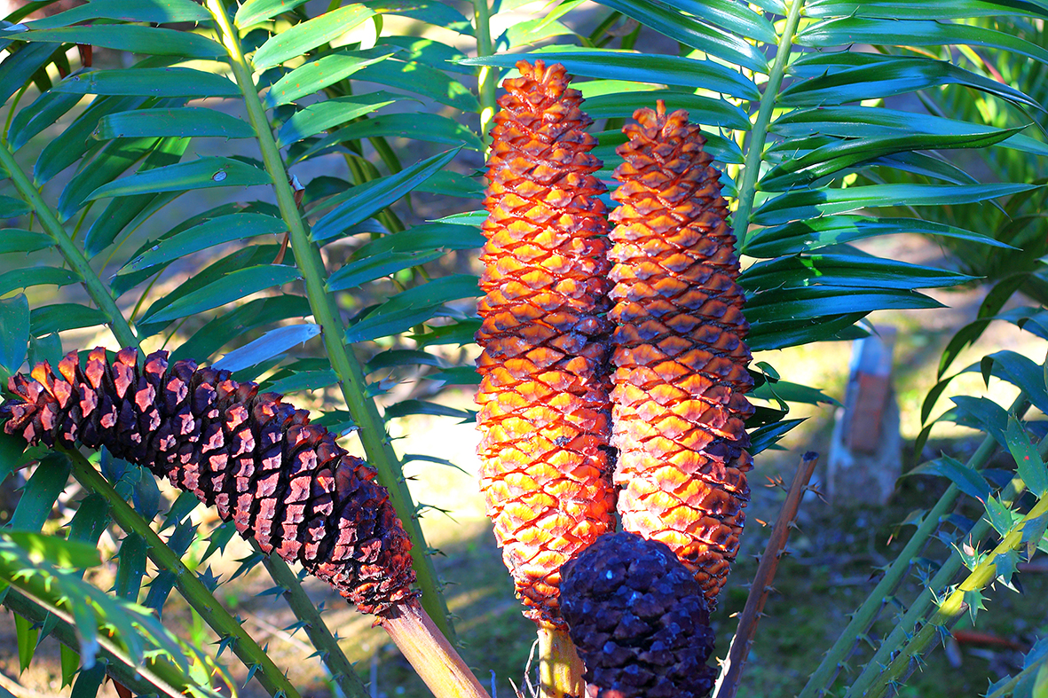 encephalartos 2