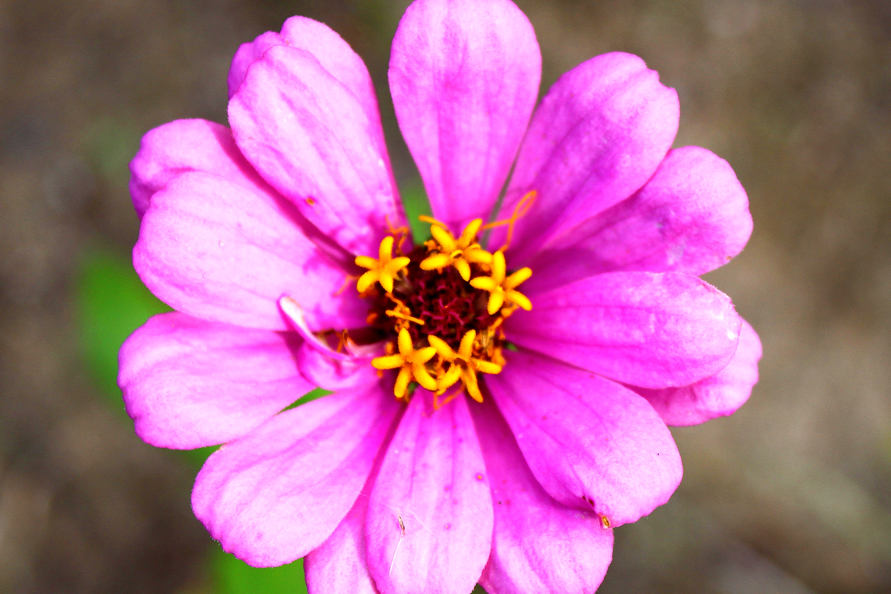 flor botanic cullera