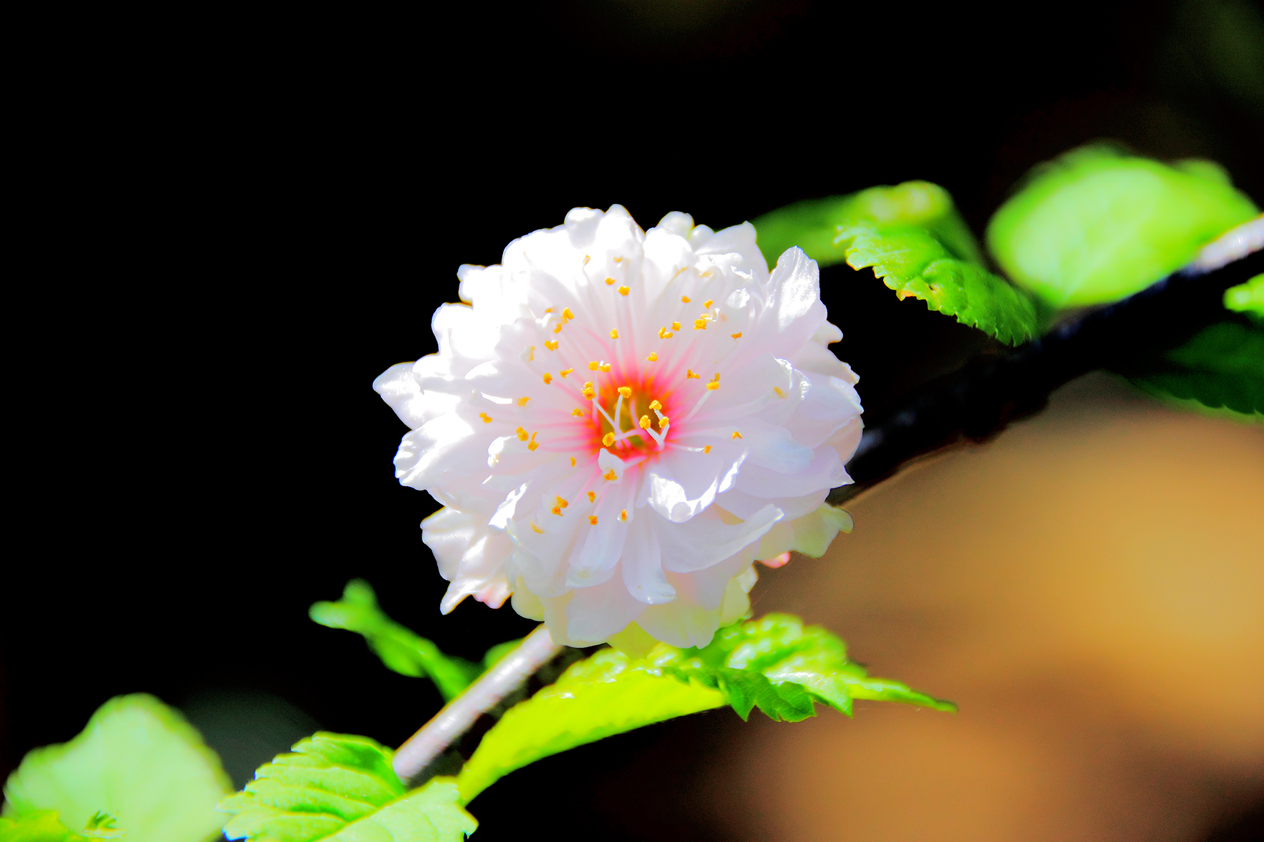 prunus triloba botanic cullera