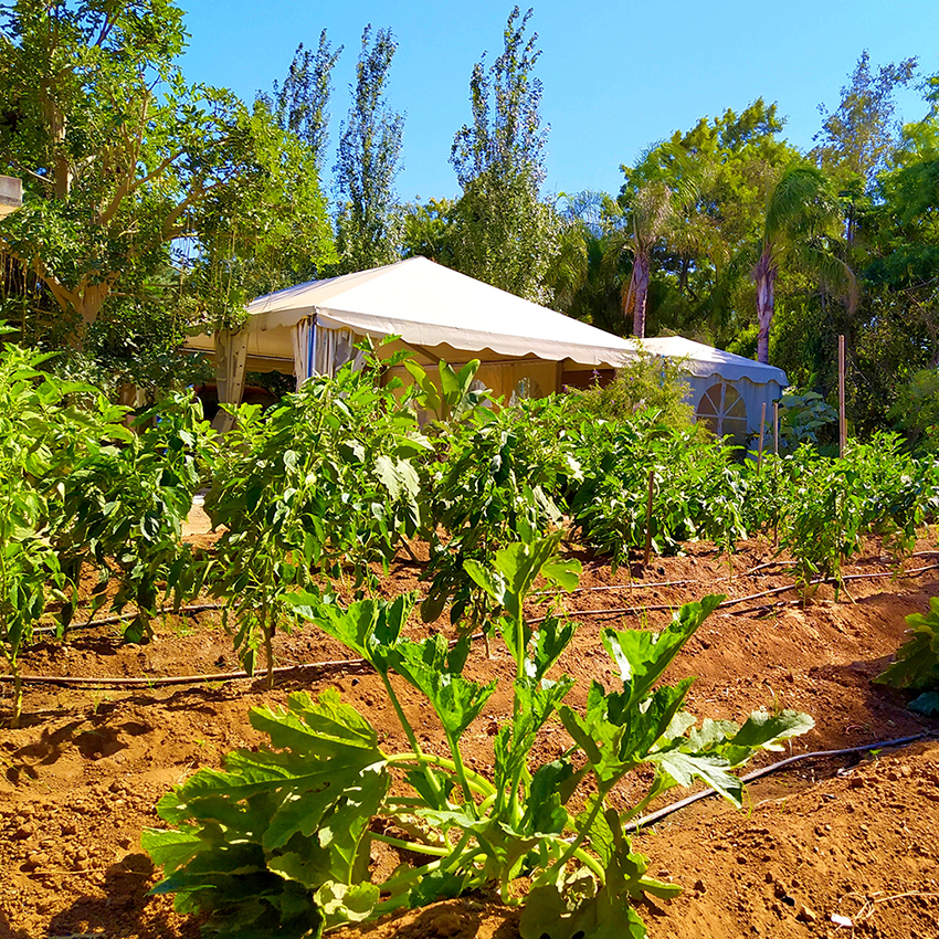 botanic cullera huerto ecologico 1